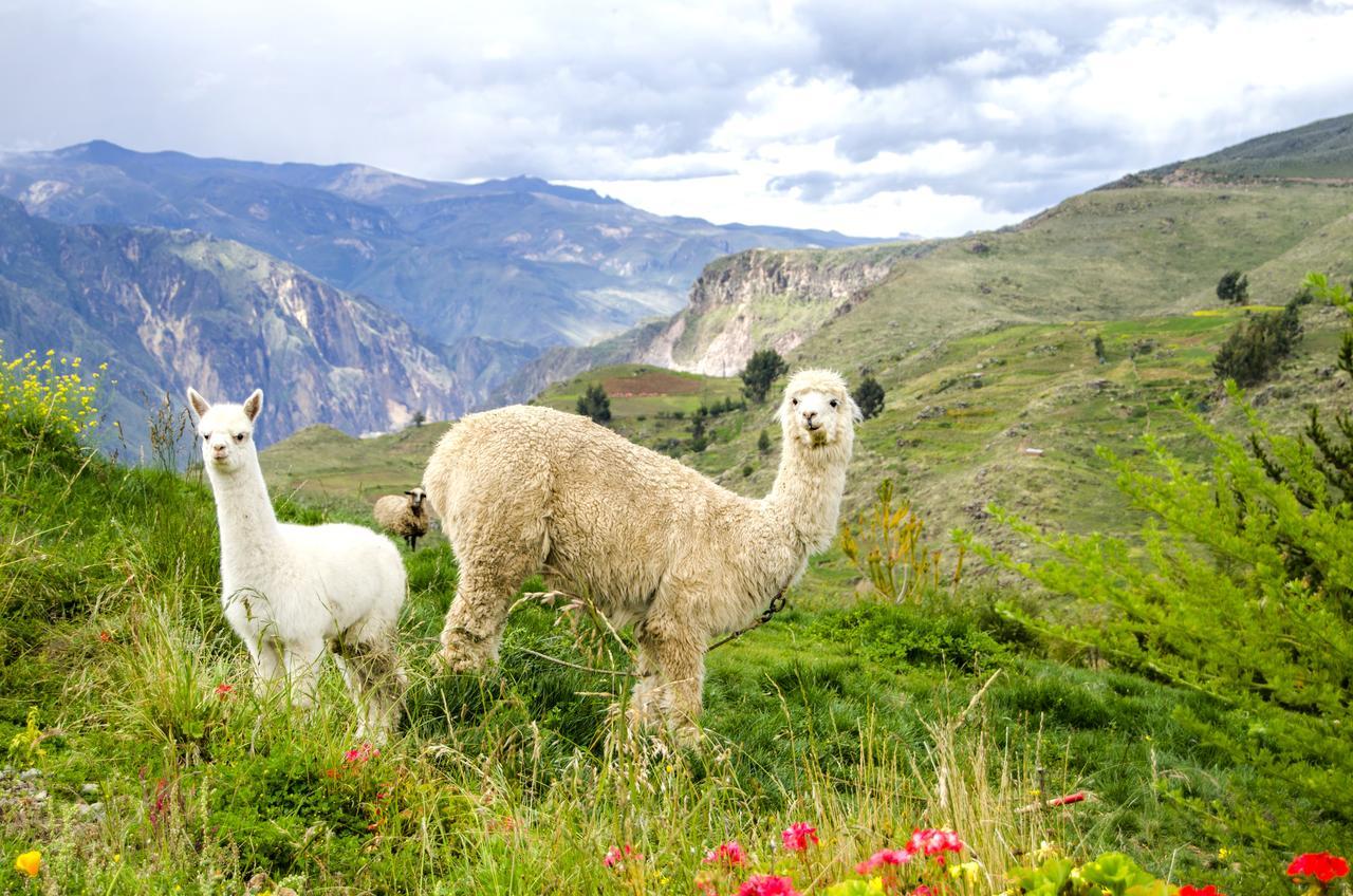 La Granja Del Colca Villa Cabanaconde Bagian luar foto